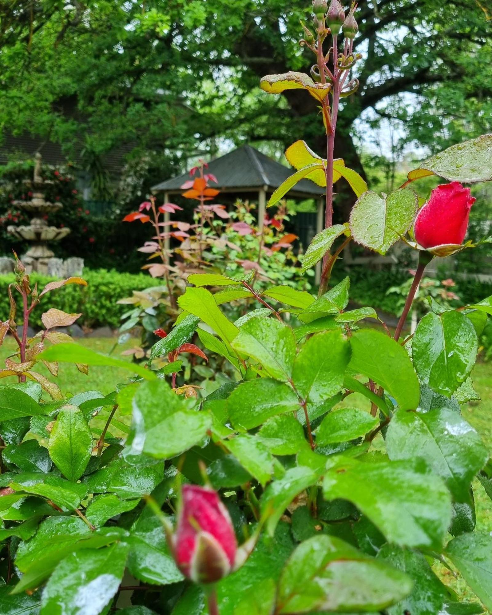 Hahndorf House B&B Bagian luar foto